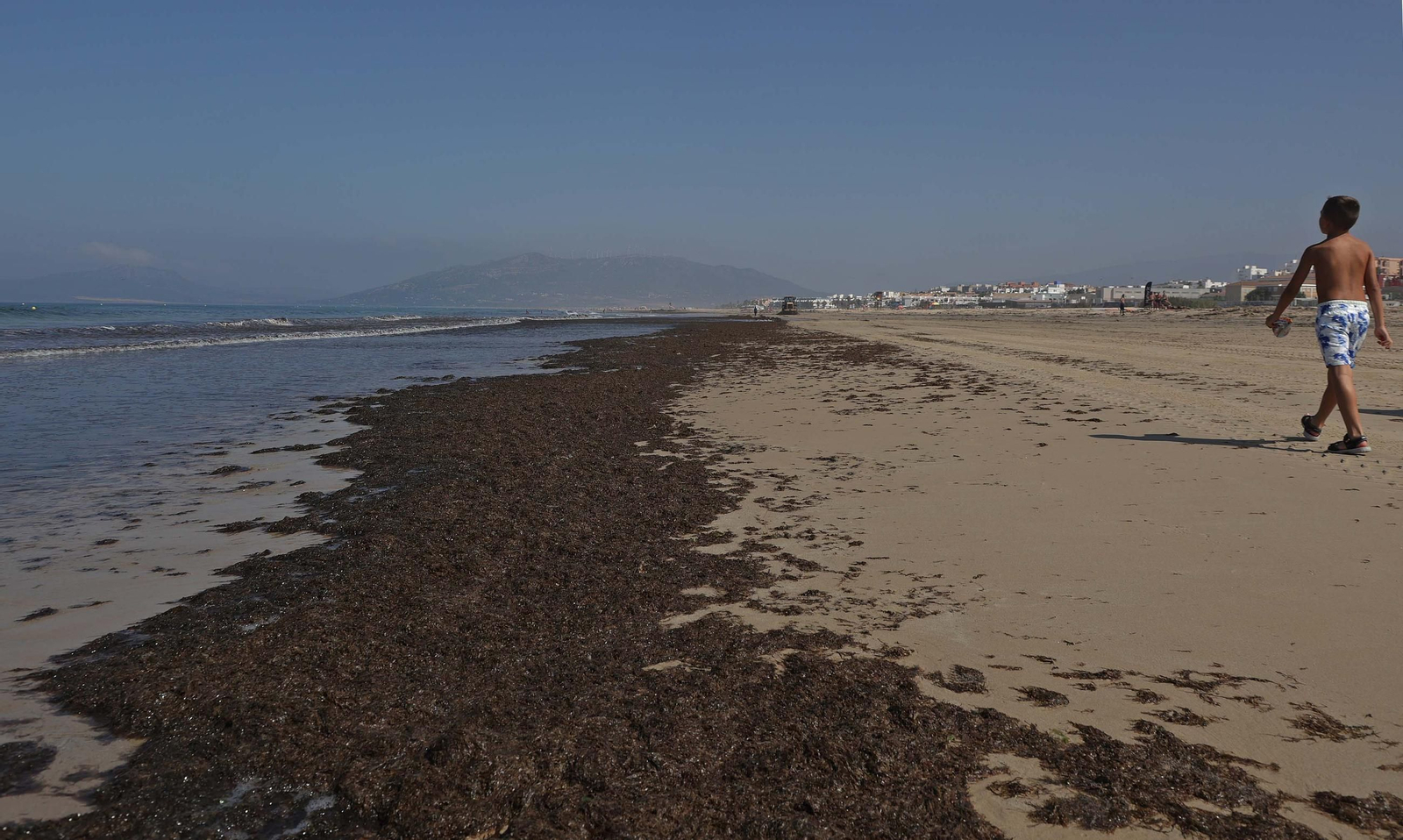 El alga invasora cubre de nuevo la playa de Los Lances en Tarifa