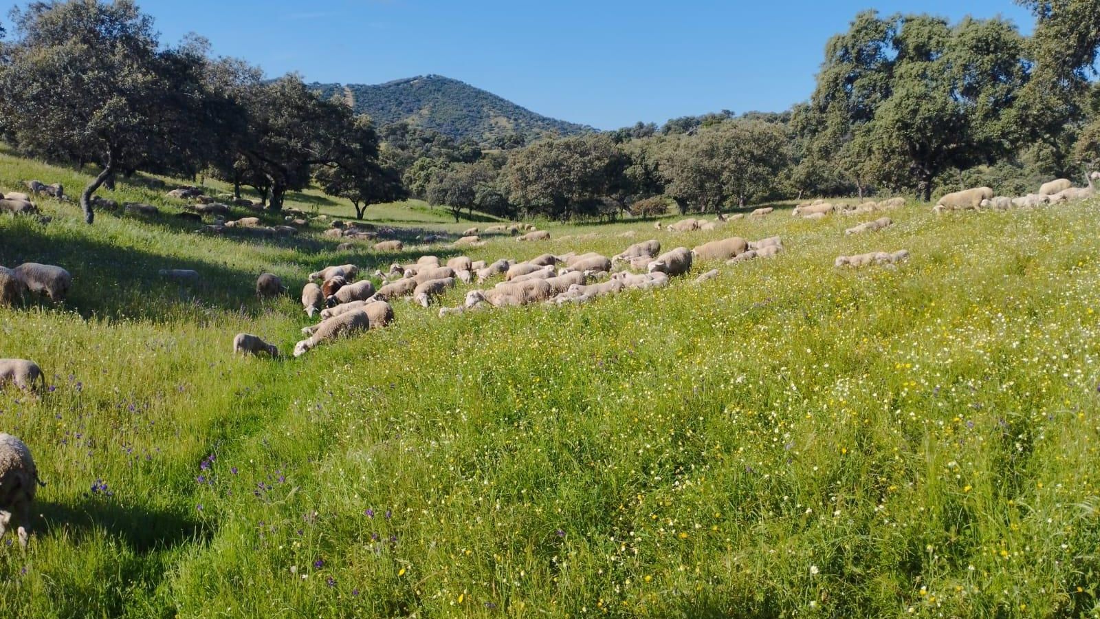 Ovejas de Tomás Jiménez pastando.