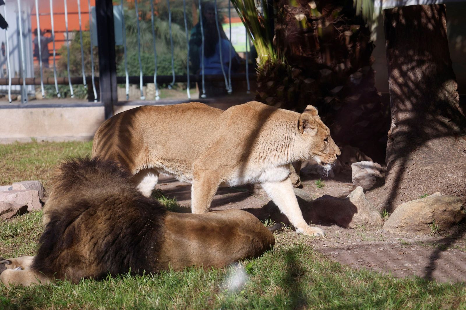 Las mejores imágenes de Zazu y Aissa, la nueva pareja de leones del Zoo de Córdoba