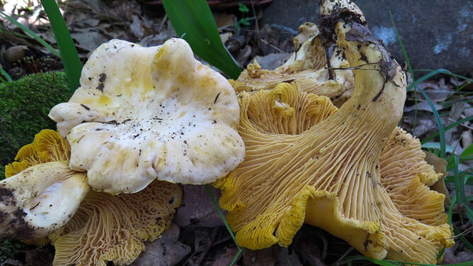 Jornadas micológicas en Chiclana