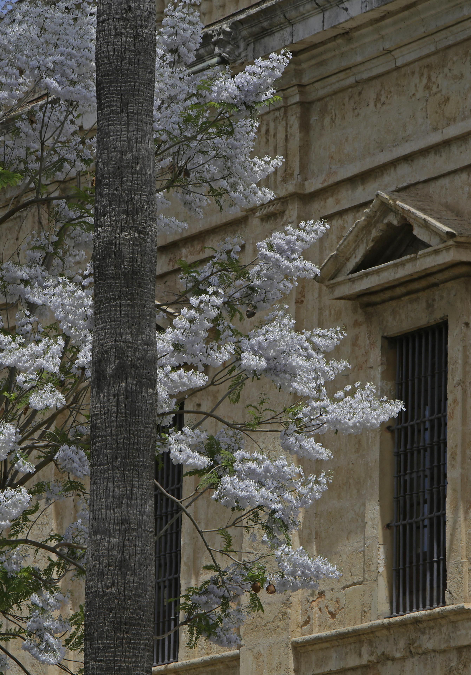 La belleza única de nuestra jacaranda blanca