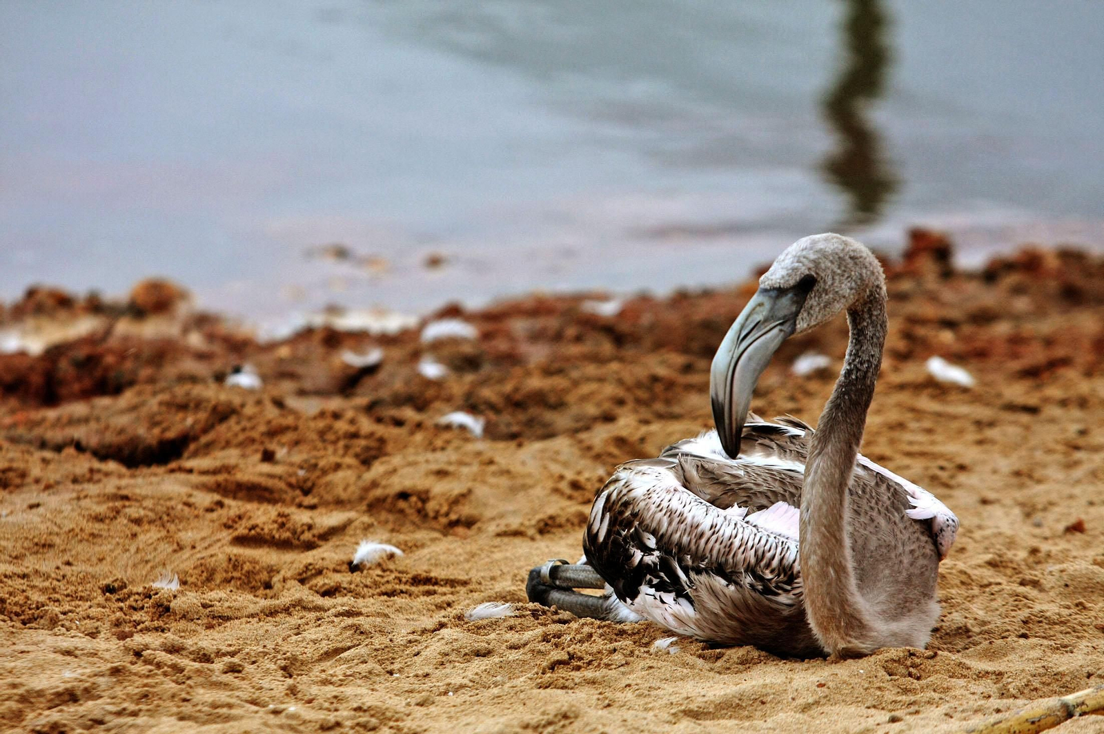 Imágenes de Marismas del Odiel, un Paraje Natural en la confluencia de las desembocaduras de los ríos Tinto y Odiel
