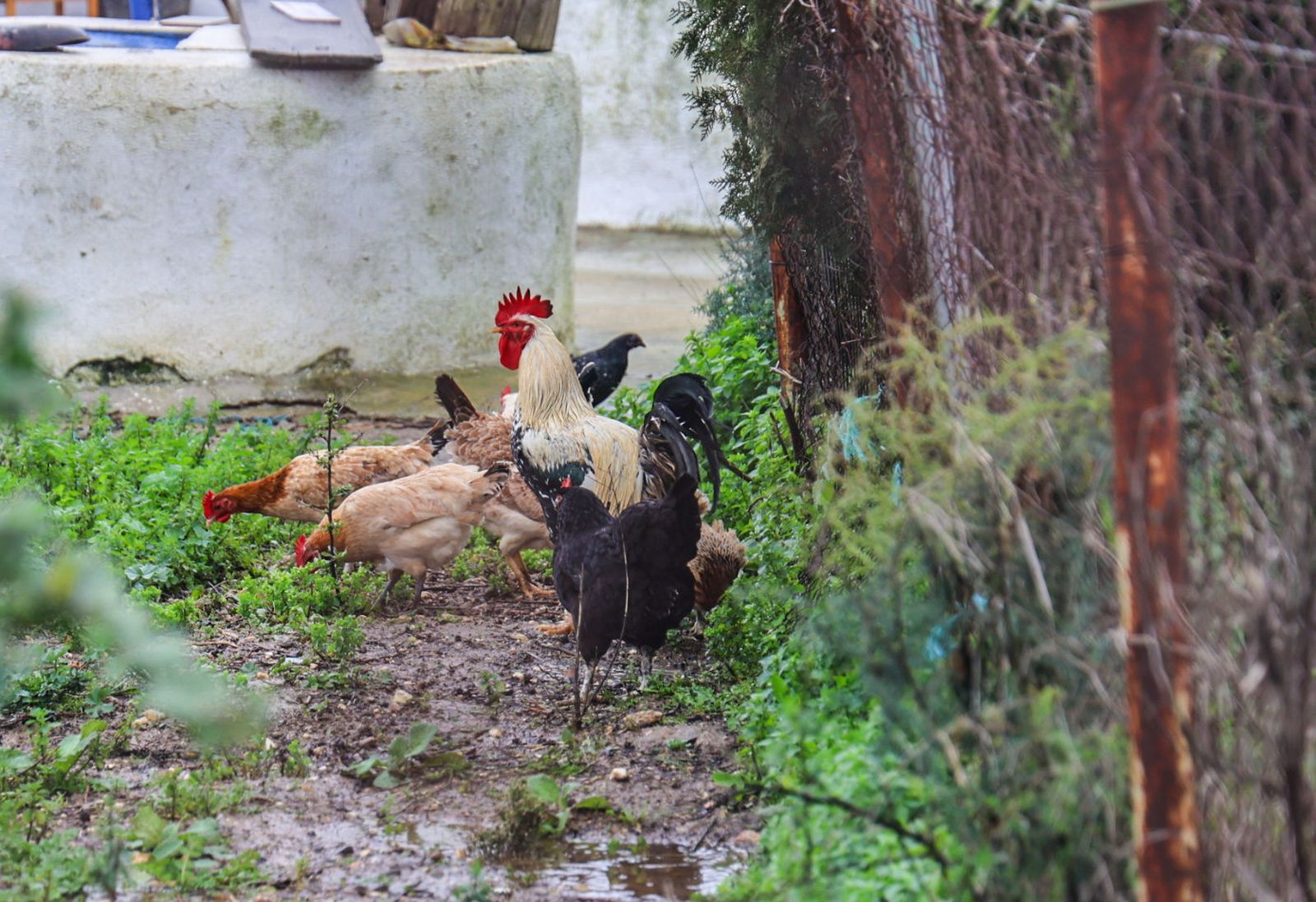 Fotografías del desalojo de familias y animales en Peguerillas por la borrasca Leonardo