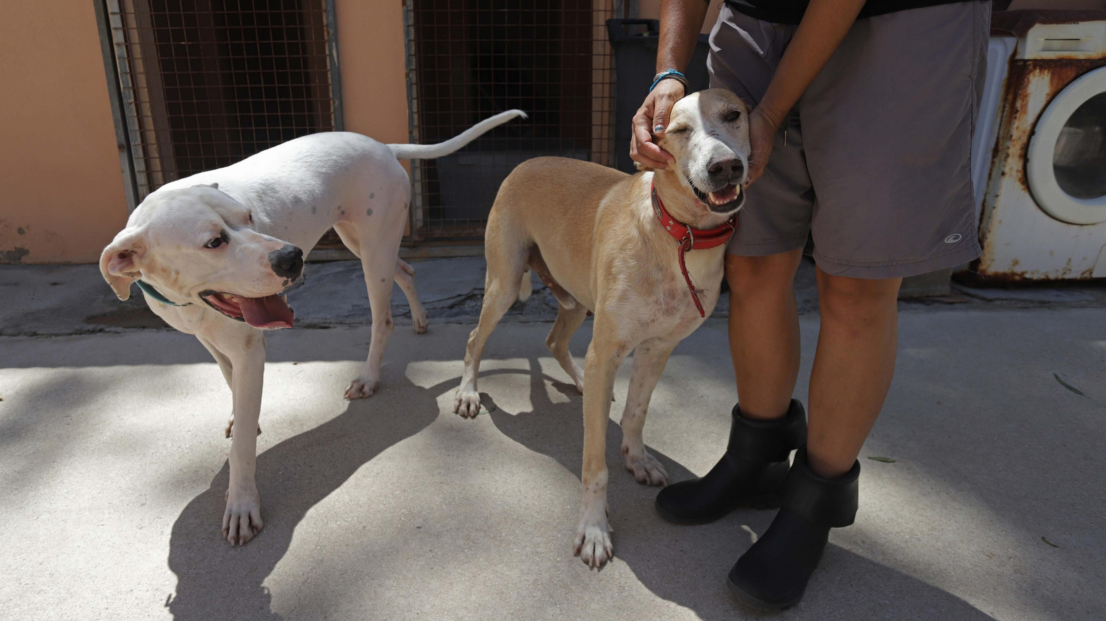 Fotos de la Protectora de Animales y Plantas de Algeciras