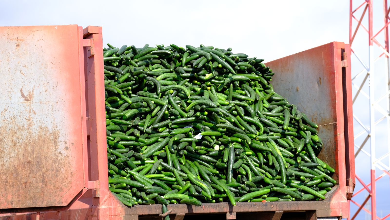 Fotogalería destrucción de pepinos en Almería