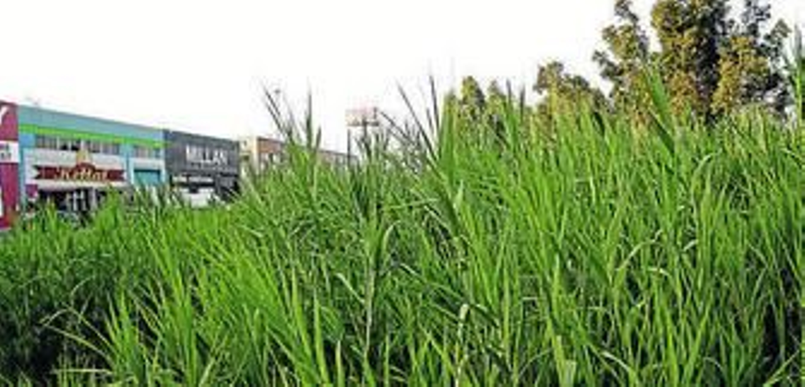 Imagen de la vegetación en una de las parcelas, ayer. Imagen de la vegetación en una de las parcelas, ayer.