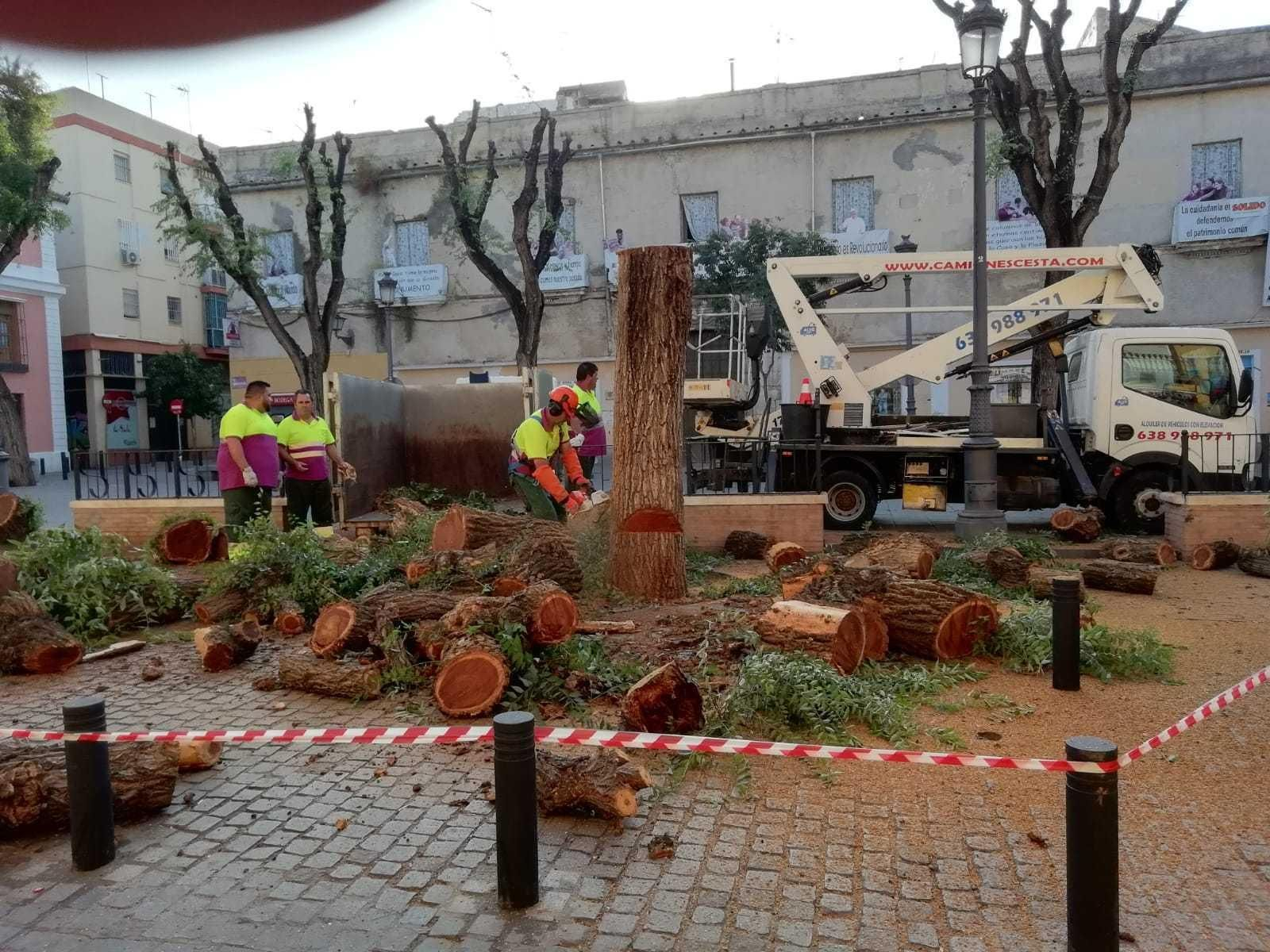 Operarios de las contratas talan olmos en la Plaza del Pumarejo, entre los días 2 y 3 de julio. Operarios de las contratas talan olmos en la Plaza del Pumarejo, entre los días 2 y 3 de julio.