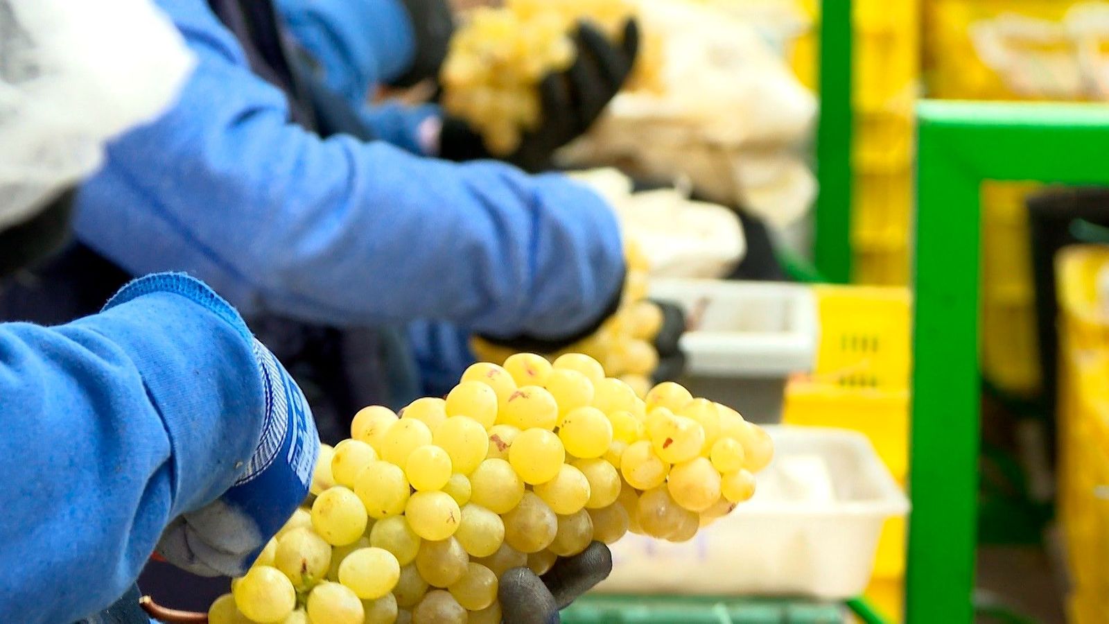 Las uvas blancas sin pepitas es de los alimentos básicos que más se han encarecido en enero