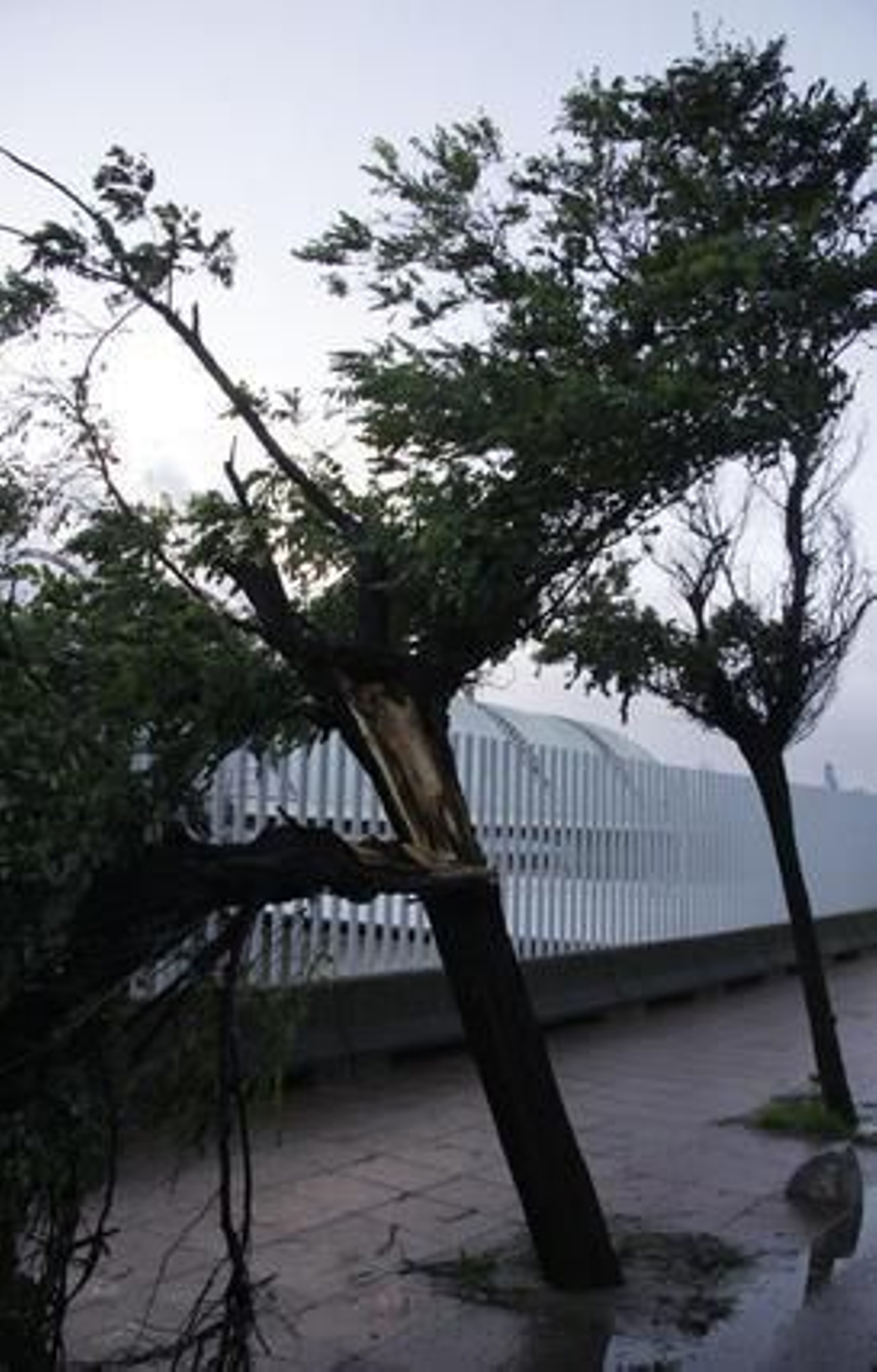 Los fuertes vientos consiguen romper la rama de un árbol.

Foto: Victoria Hidalgo/Jaime Martínez