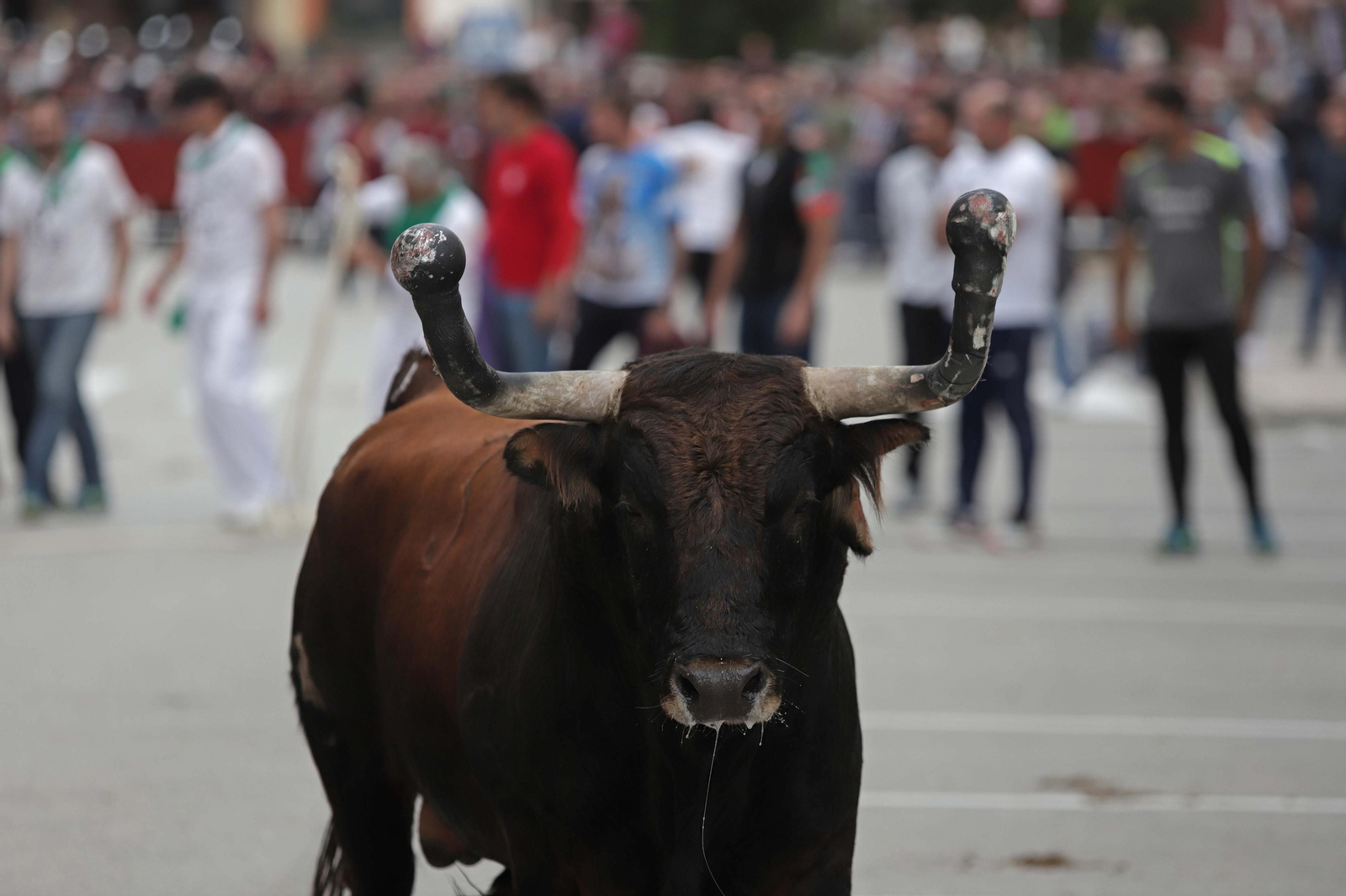 Uno de los toros de los encierros del Toro Embolao de 2019.