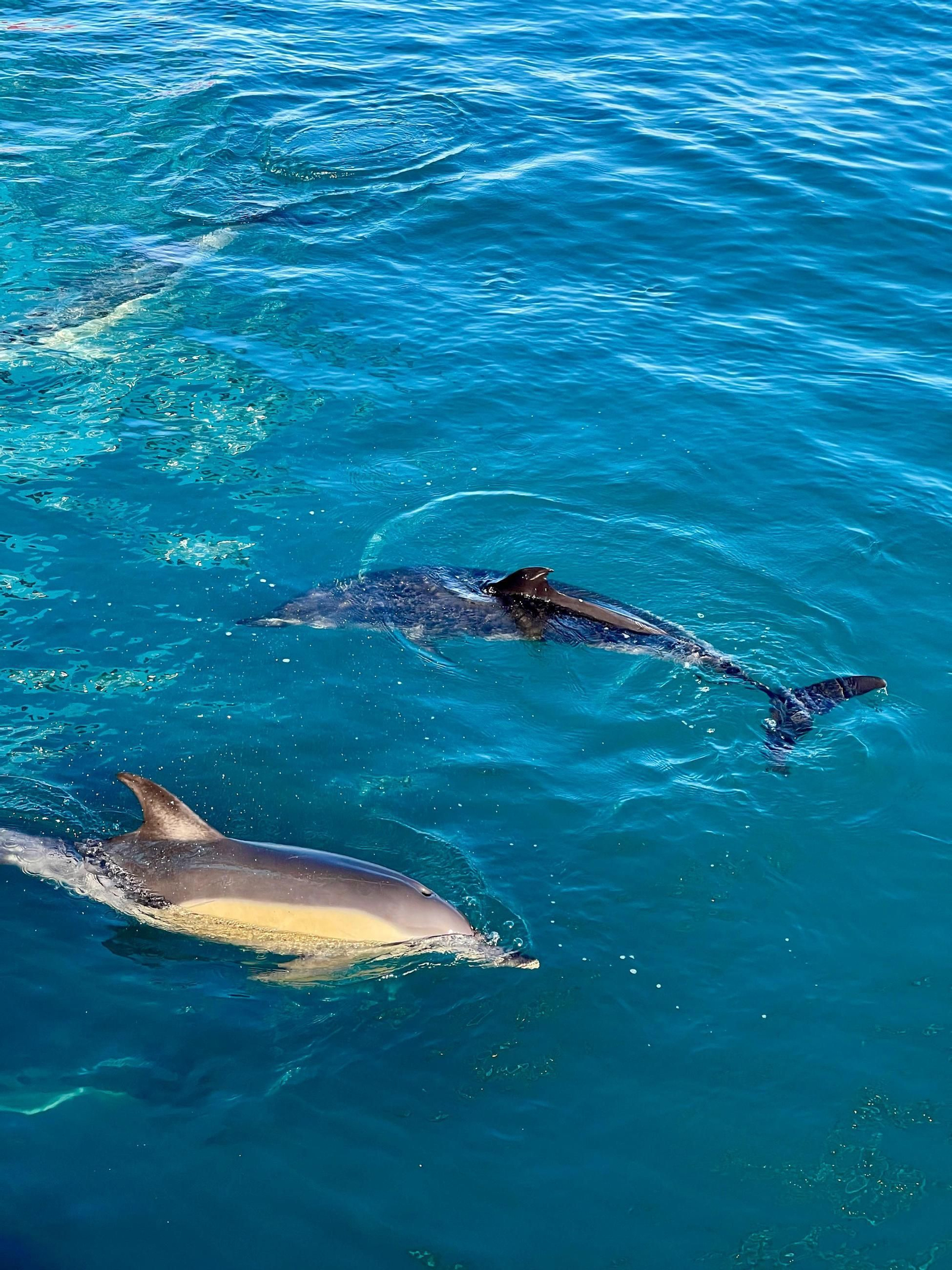 Delfines en el Puerto de Algeciras.