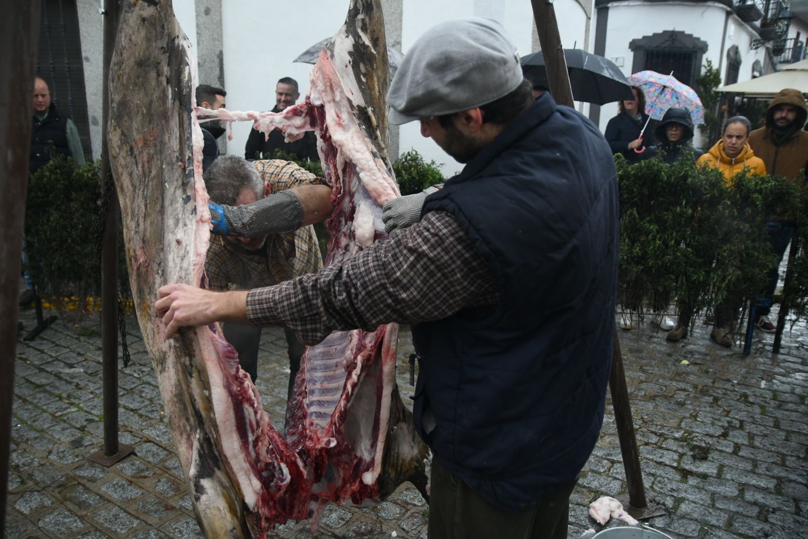La Fiesta de la Matanza de Alcaracejos del año pasado.