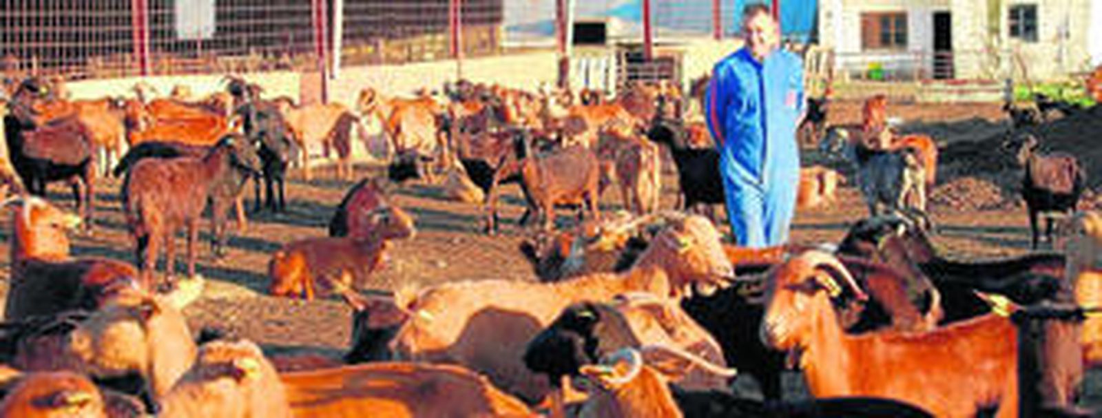 Moisés Cuevas, ganadero de la localidad de Aroche en su explotación el pasado sábado.