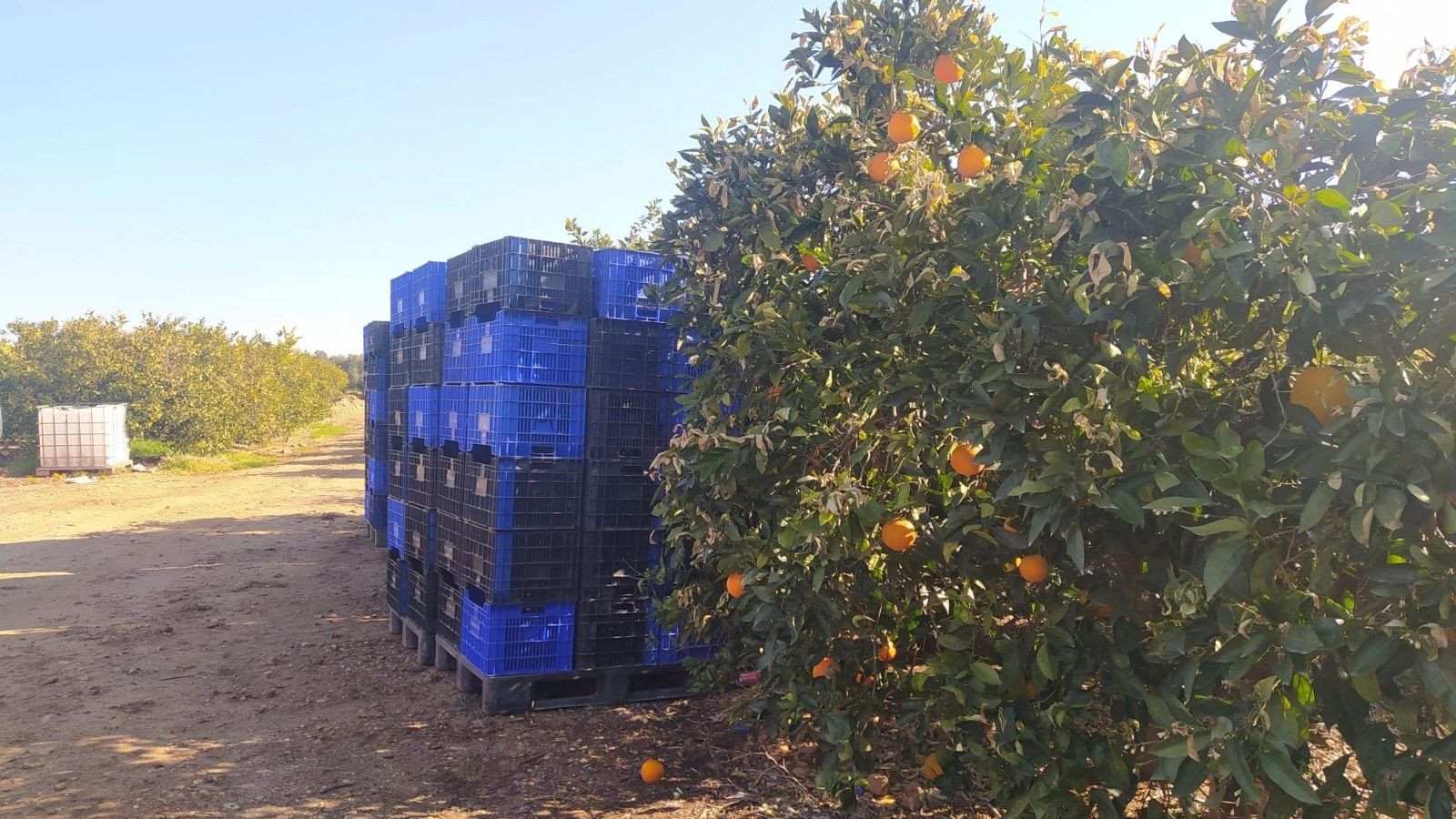 Cultivos cítricos, a los que les afecta el pulgón.