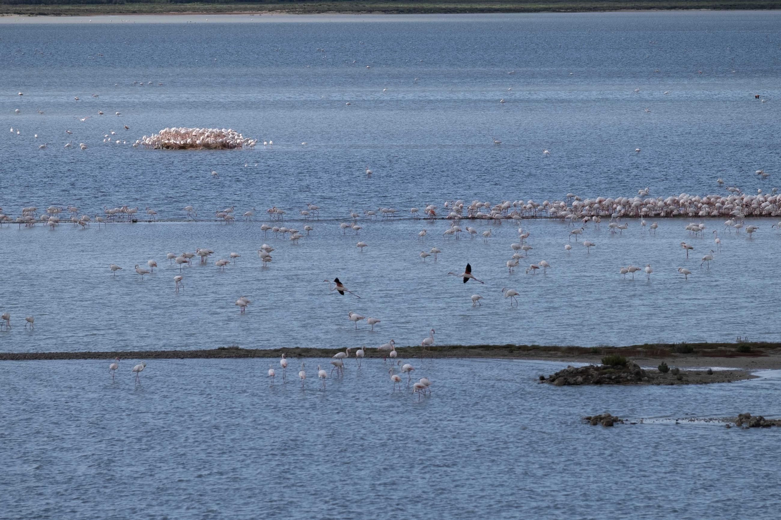 Laguna de Fuente de Piedra tras las lluvias, en fotos