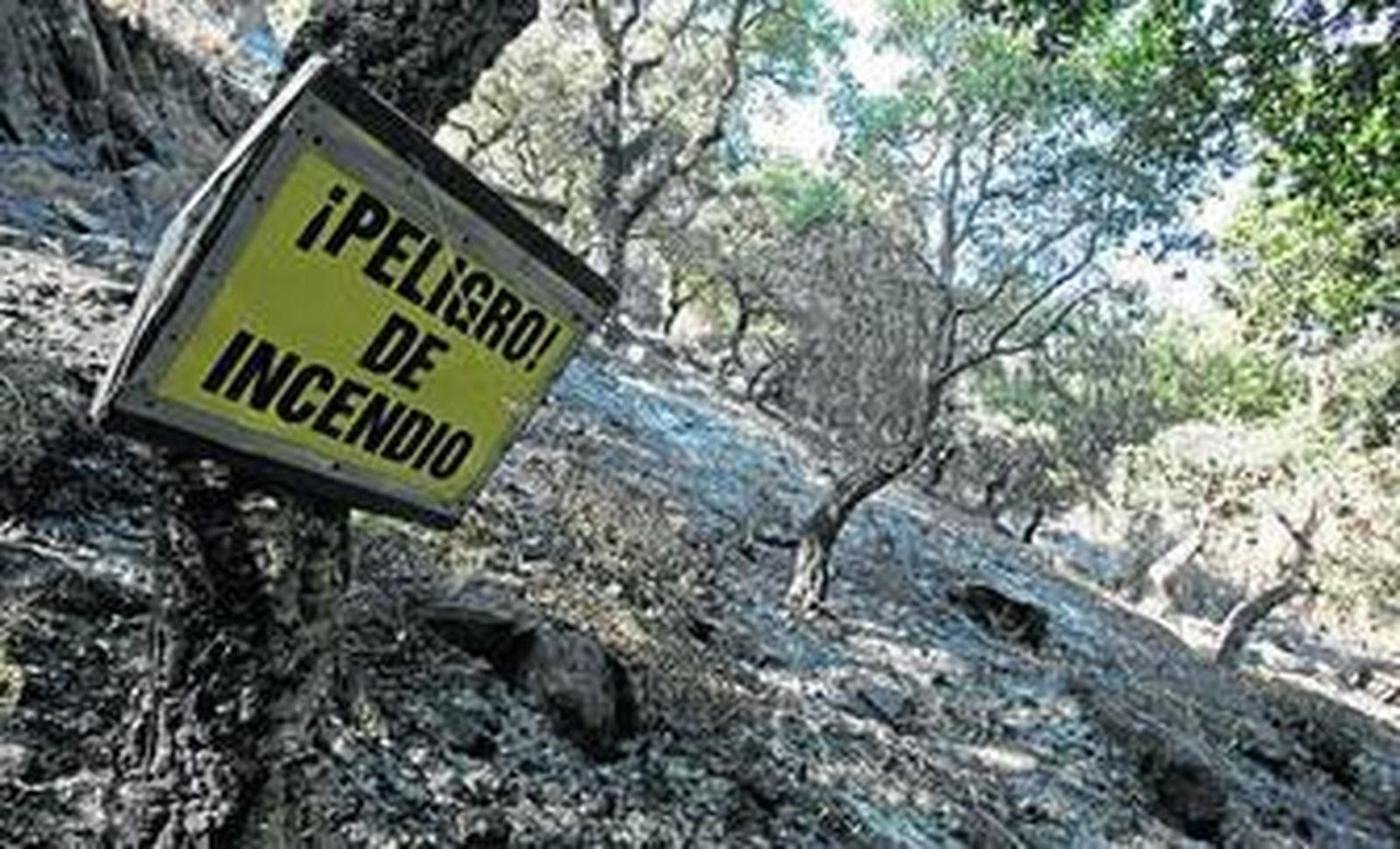 Fotografía en la que se observa la superficie calcinada en el incendio de finales de julio de 2014 en el río de la Miel.