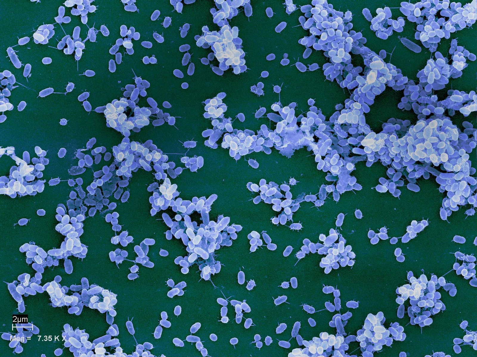 Imagen de bacterias en superficie Imagen de bacterias en superficie
