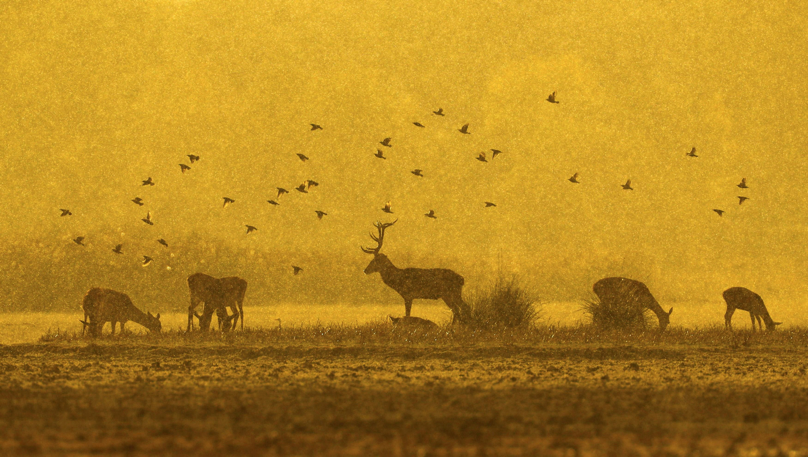 Doñana, imágenes de un mosaico de ecosistemas único