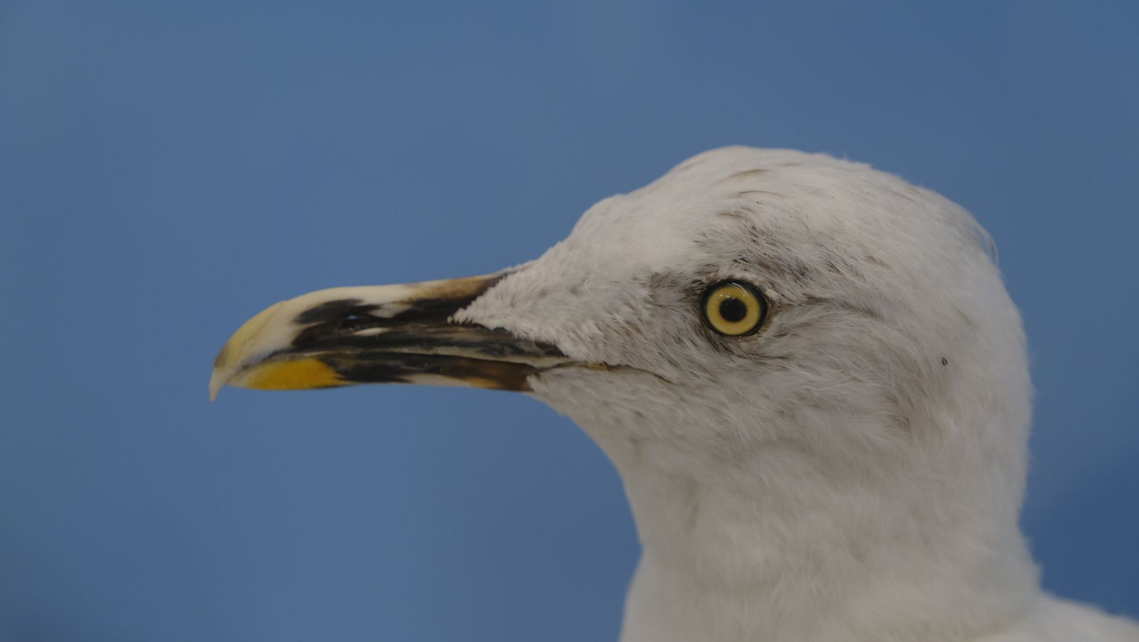 Las mejores imágenes del Pabellón de Historia Natural de la UAL