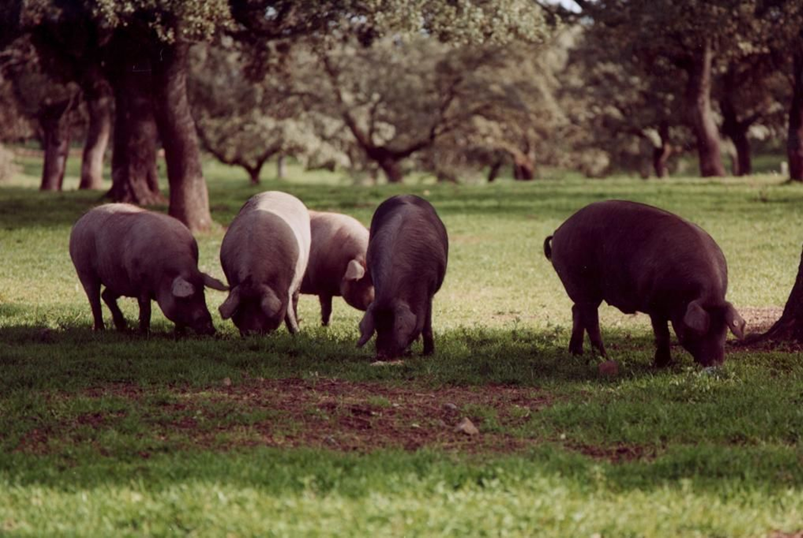 Montanera, dehesa y jamón en Villanueva de Córdoba