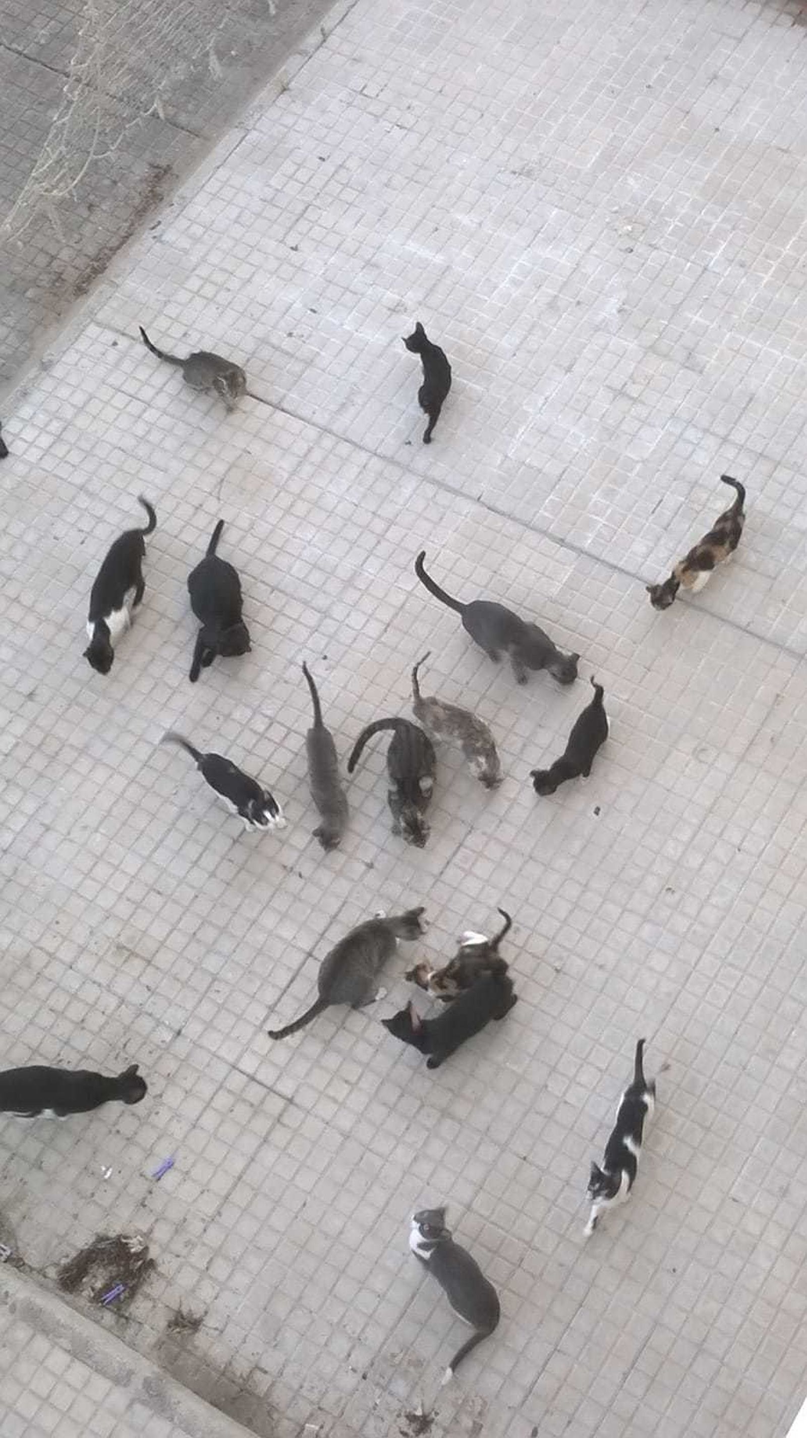 Estado actual en el que se encuentra el patio del bloque situado entre Dionisio Pérez y la parte trasera del palacio de Purullena, en Durango, donde los vecinos han llegado a contar más de 50 gatos.