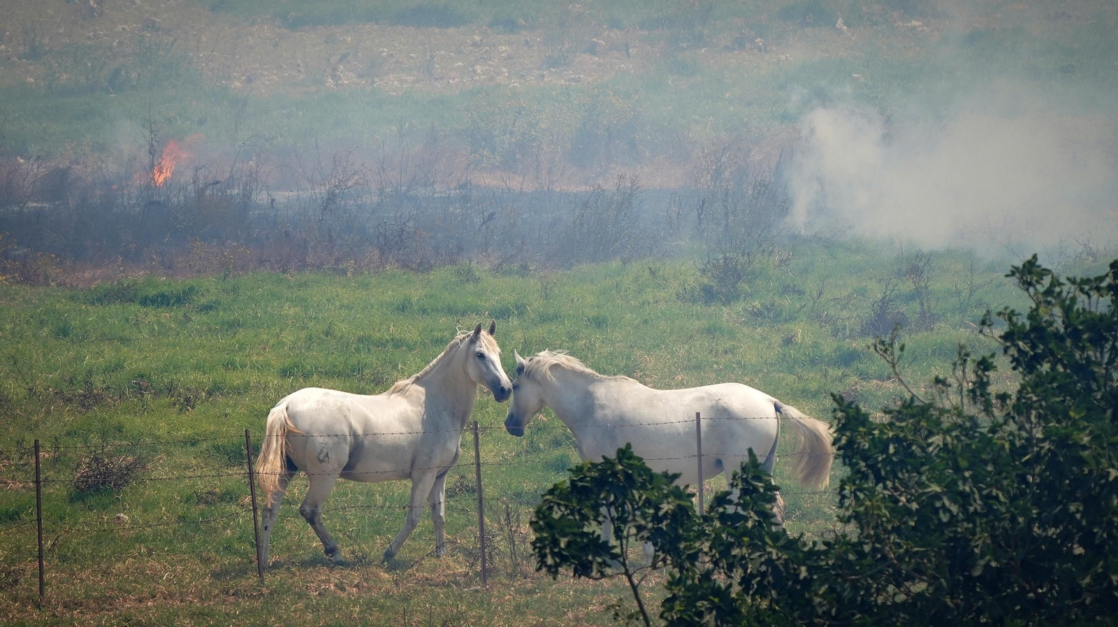 Muere un caballo después de que la manada fuese liberada