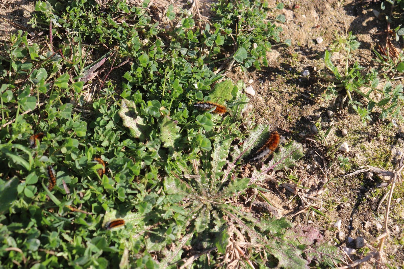 Oruga roja de los prados, detectada en Puerto Real