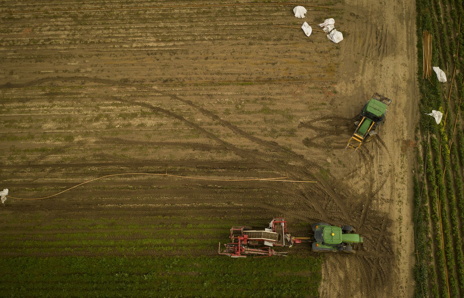 Coronavirus: de la tierra a la mesa
