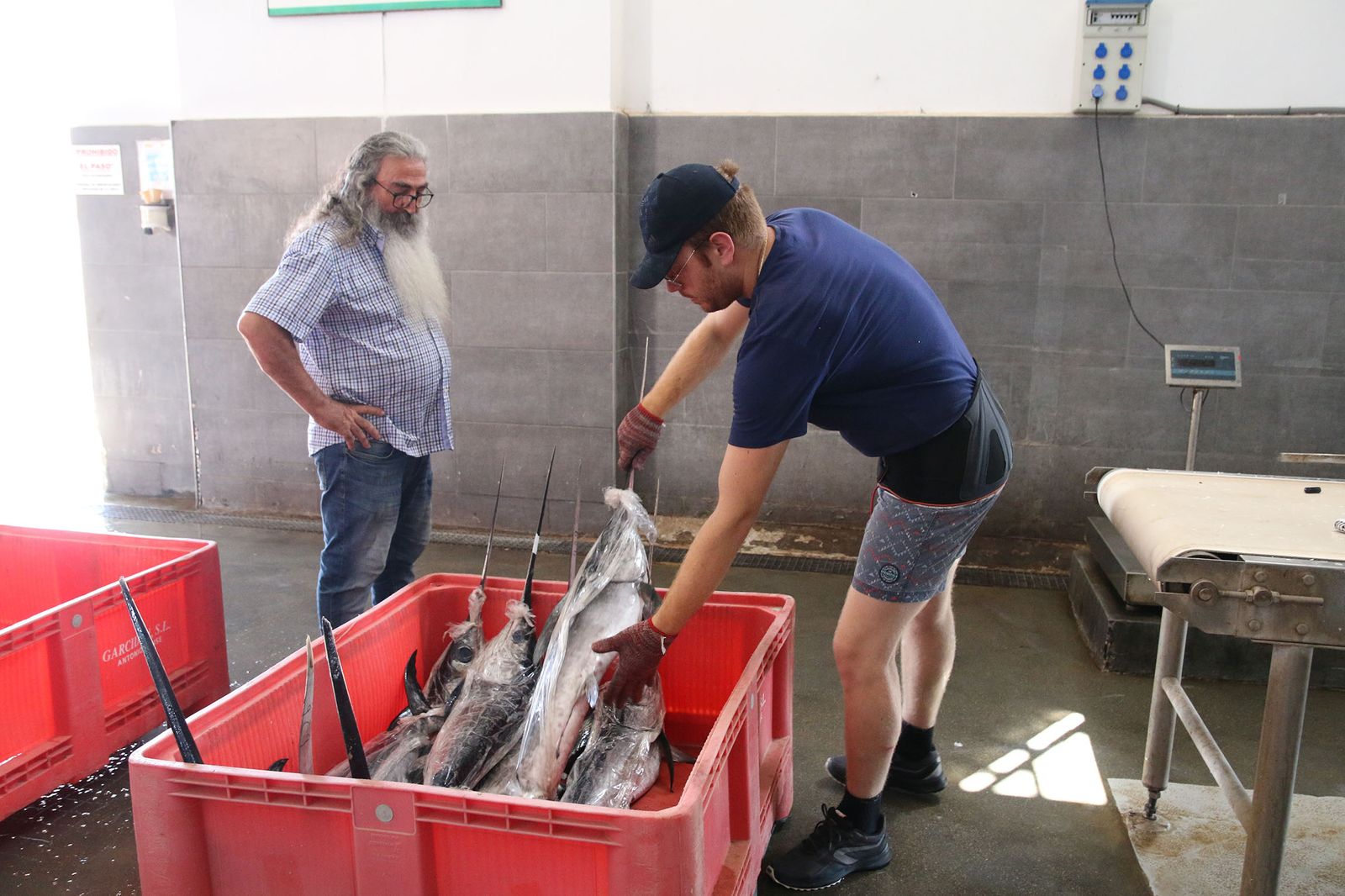 Manipulado de peces espada en una lonja.