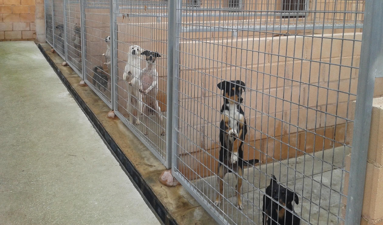 Perros en un centro de protección.