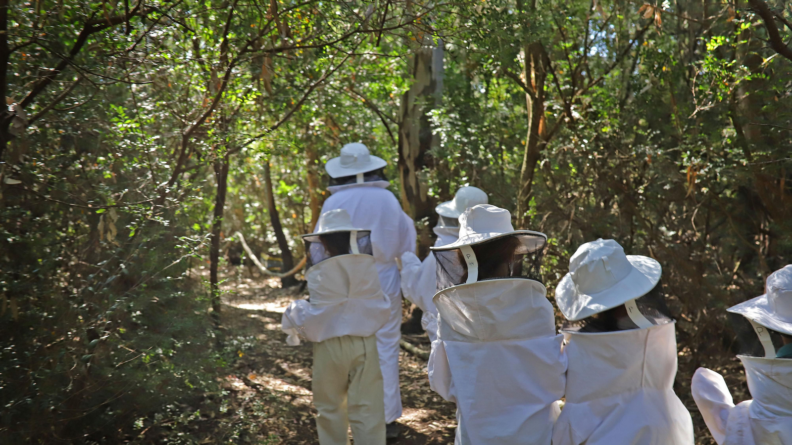 Jerez celebra el Día Mundial de las Abejas Jerez celebra el Día Mundial de las Abejas