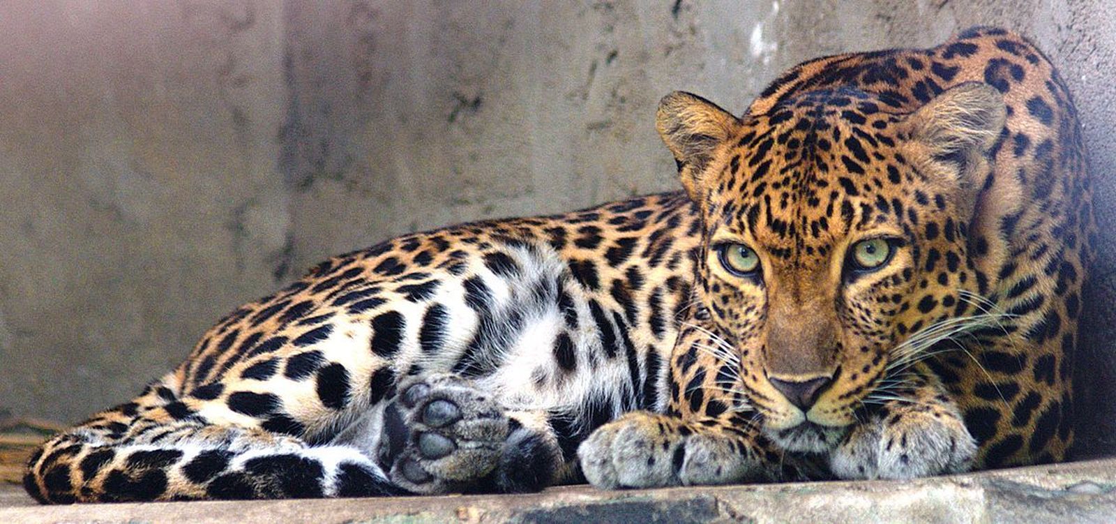 Un estudio afirma que el leopardo de Indochina está prácticamente extinguido en Camboya