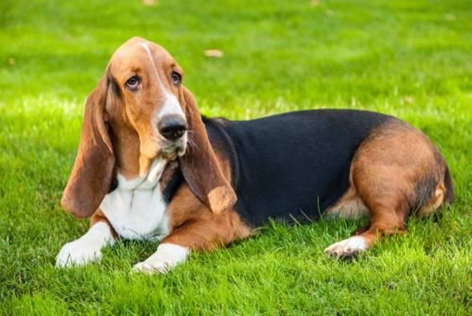 Basset hound, el adorable perro con orejas largas