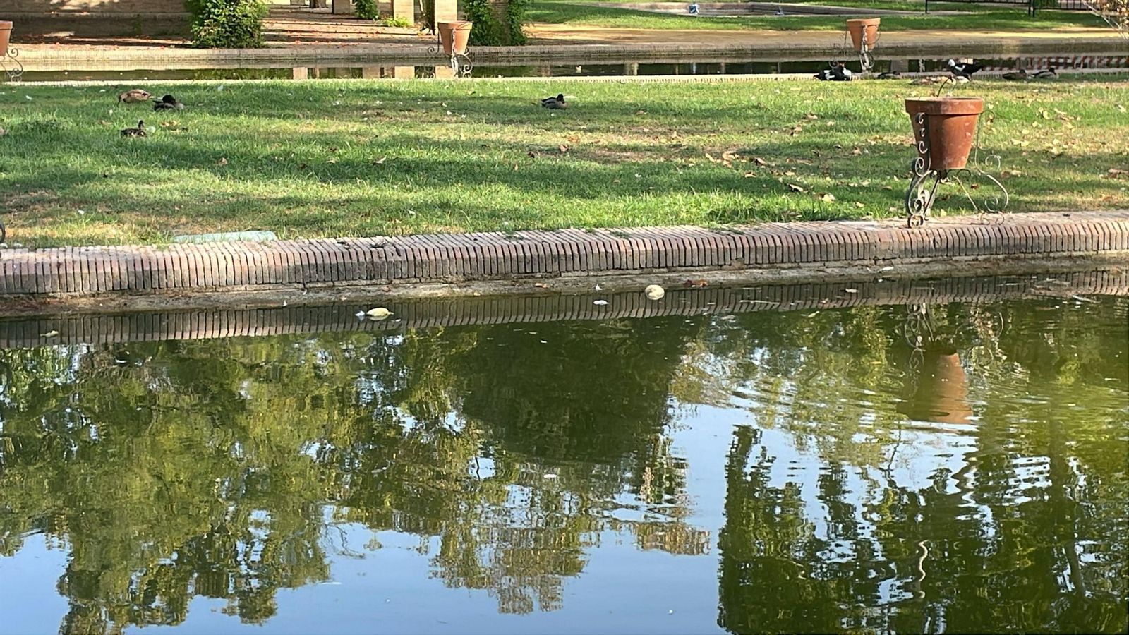 Los cuerpos de dos crías de patos flotan en el estanque de Los Lotos.