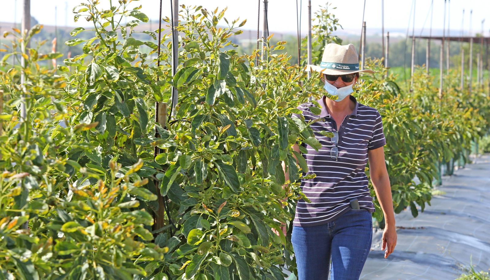 Aguacate:EL "oro verde"ya se cultiva en jerez