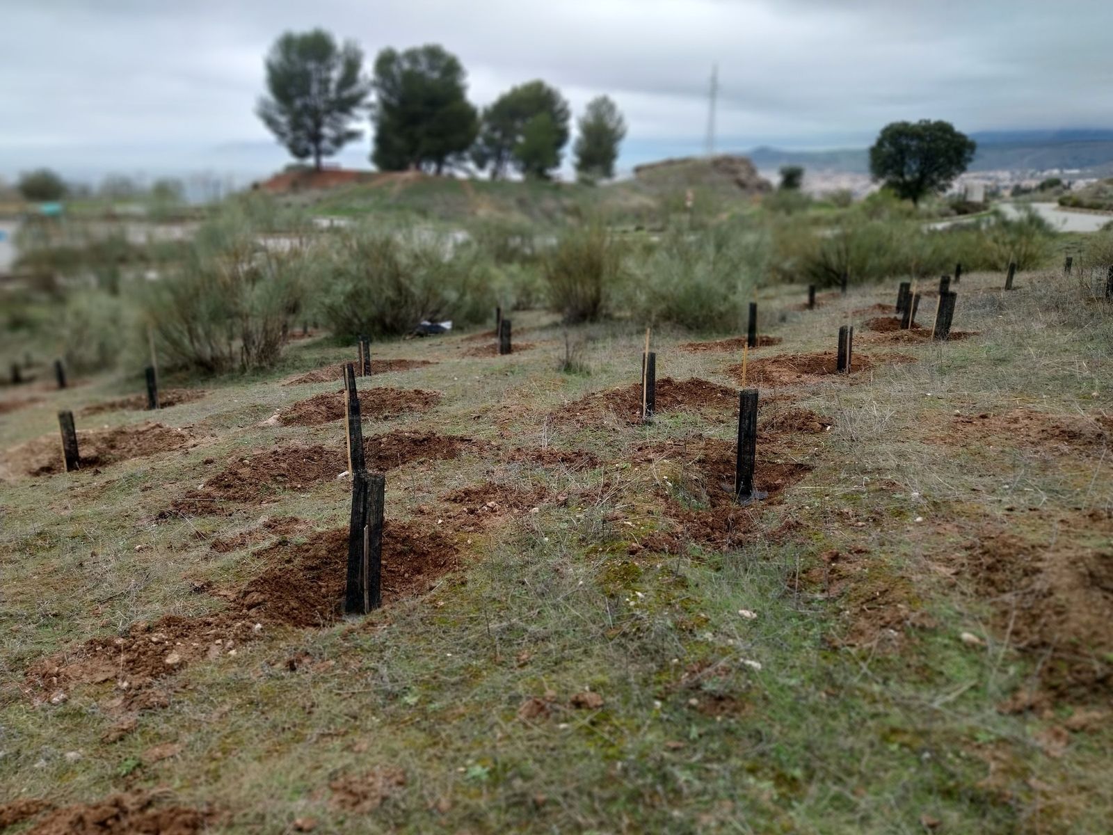 Imagen de los árboles plantados en Granada por la Sociedad Española de Cardiología