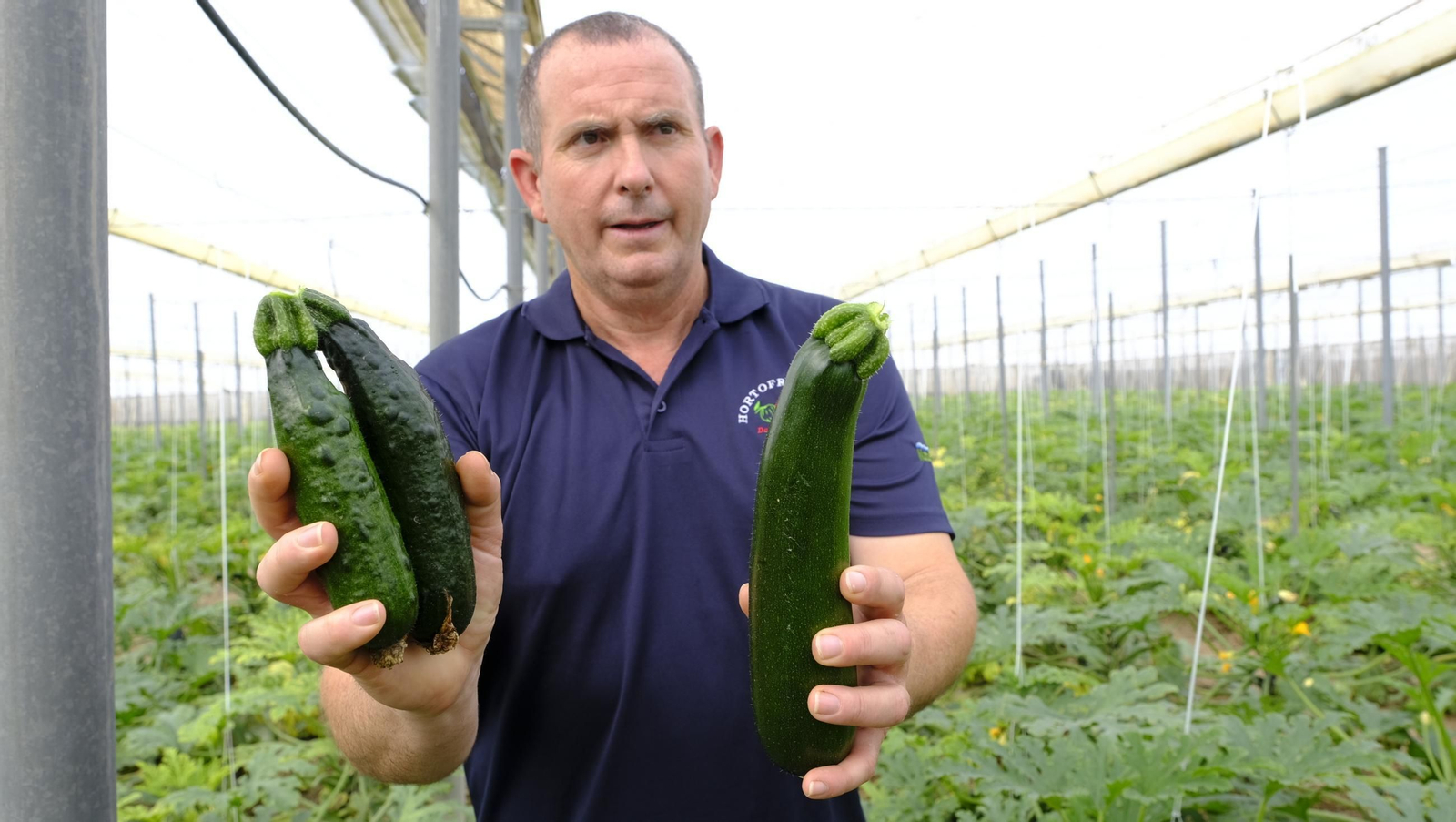 Así han atacado los virus a los calabacinos, en imágenes