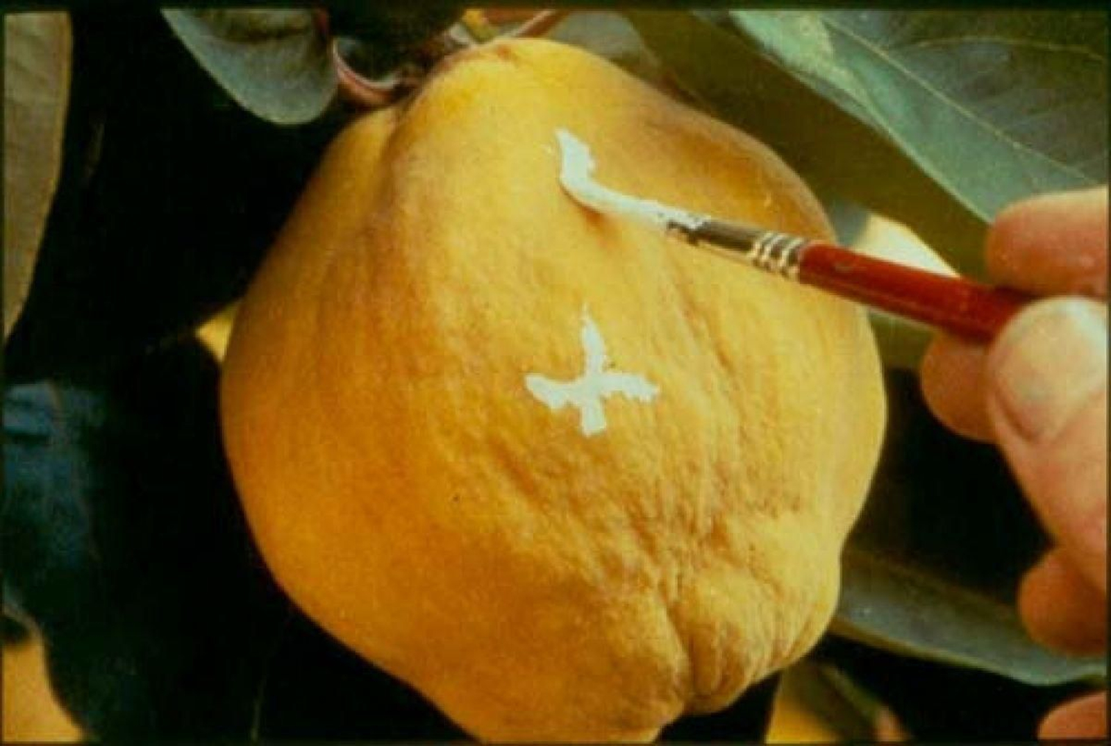 Un árbol, un lienzo, una cámara