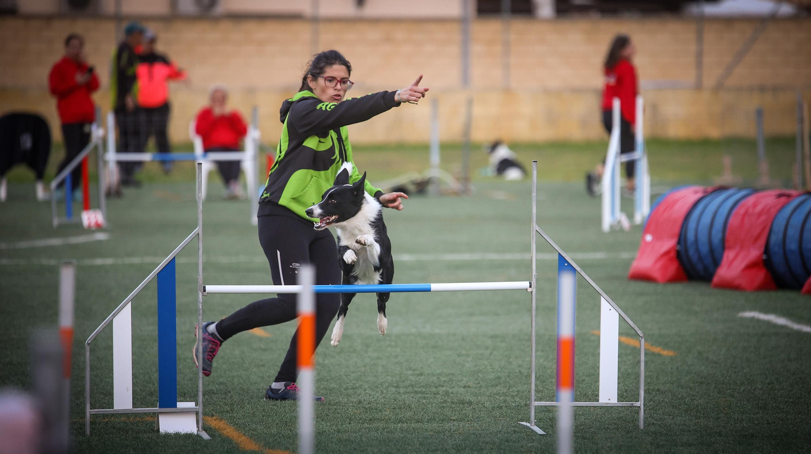 Habilidad canina en la prueba puntuable para el Campeonato de España de 'Agility' celebrado en Jerez Espectaculares las pruebas de disciplina canina puntuables para el Campeonato de España de Agility