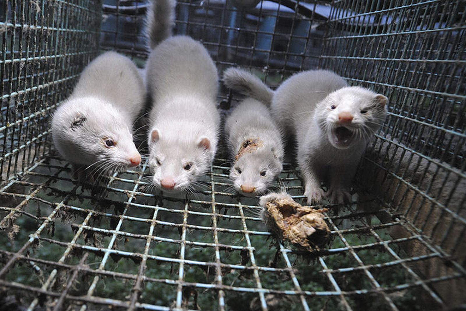 Sacrificó 92.000 visones obligado por el gobierno y todavía no ha cobrado la indemnización