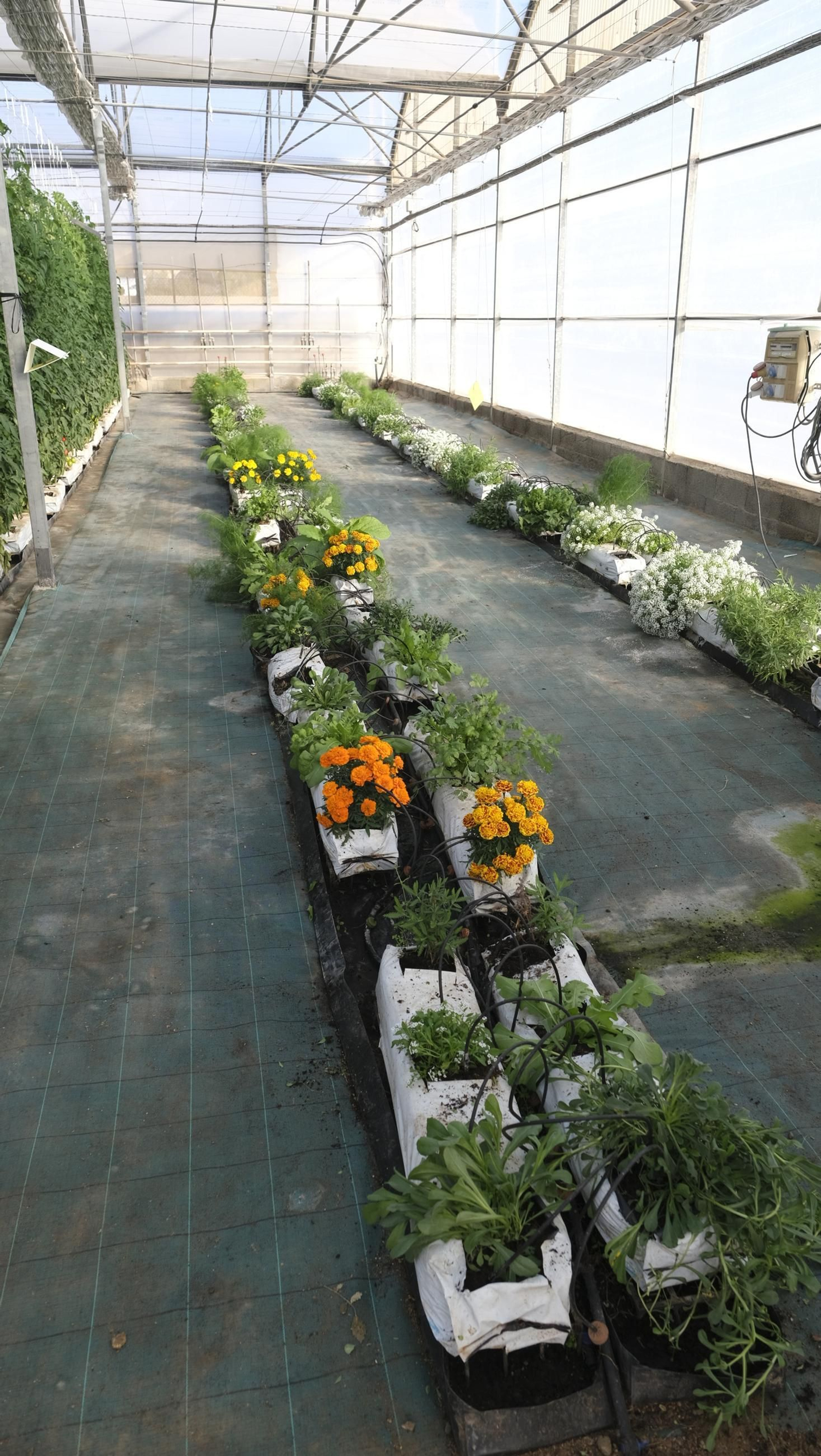 Jornada de puertas abiertas en la Estación Experimental Cajamar Las Palmerillas, en fotos