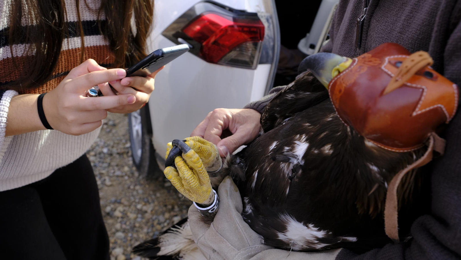 Suelta de un águila imperial, en imágenes
