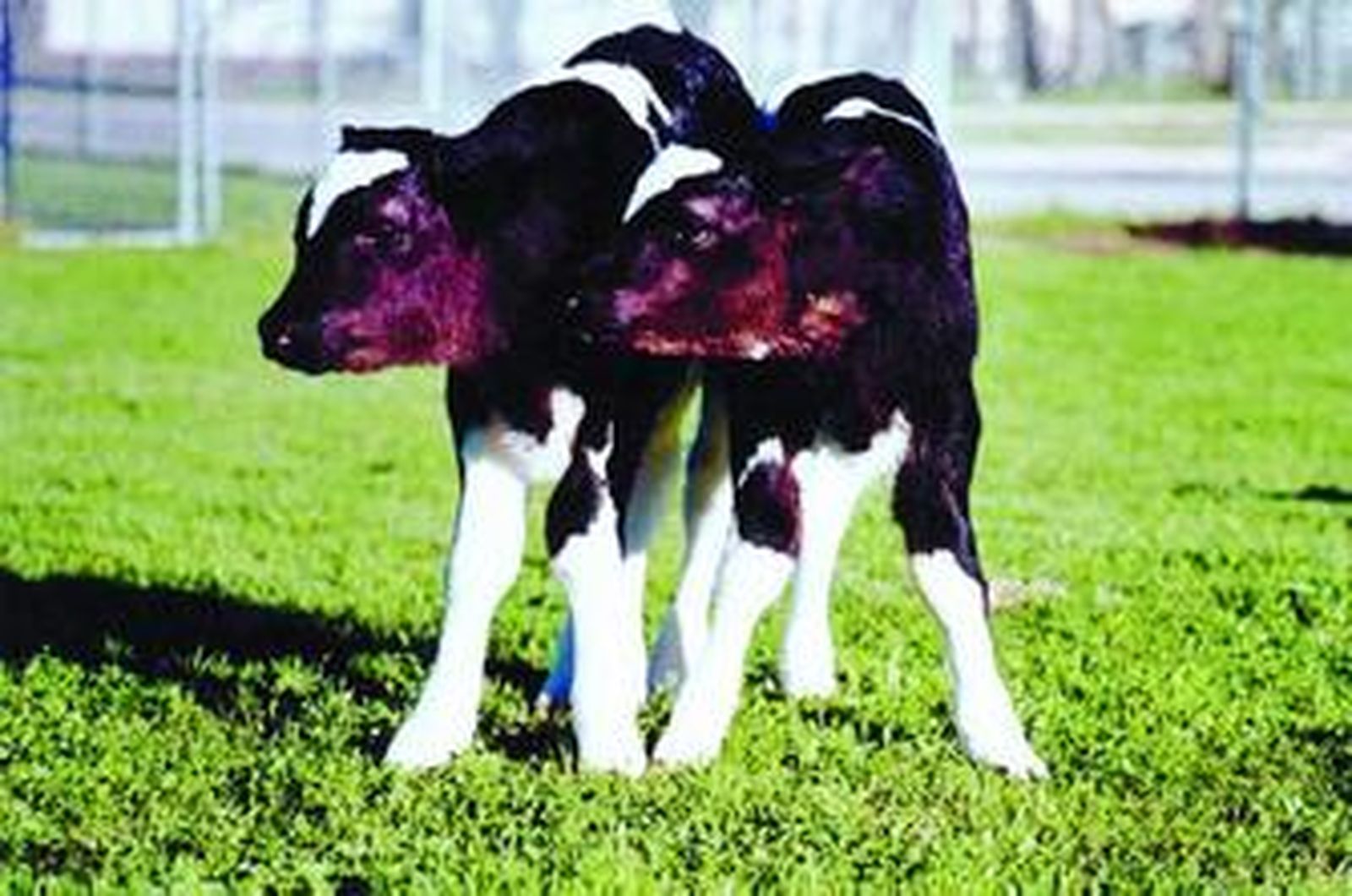 'George' y 'Charlie', dos terneros clonados en Estados Unidos.