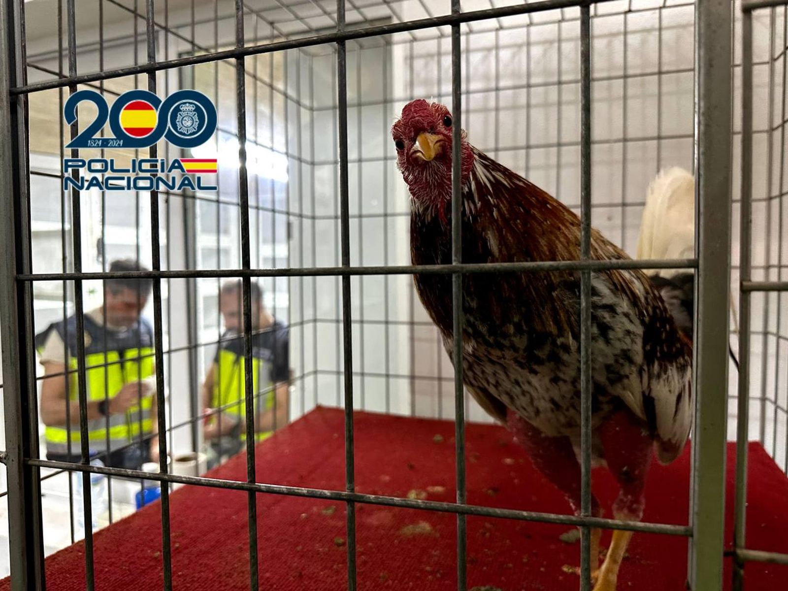 Diecinueve detenidos por organizar peleas clandestinas de gallos en Alicante