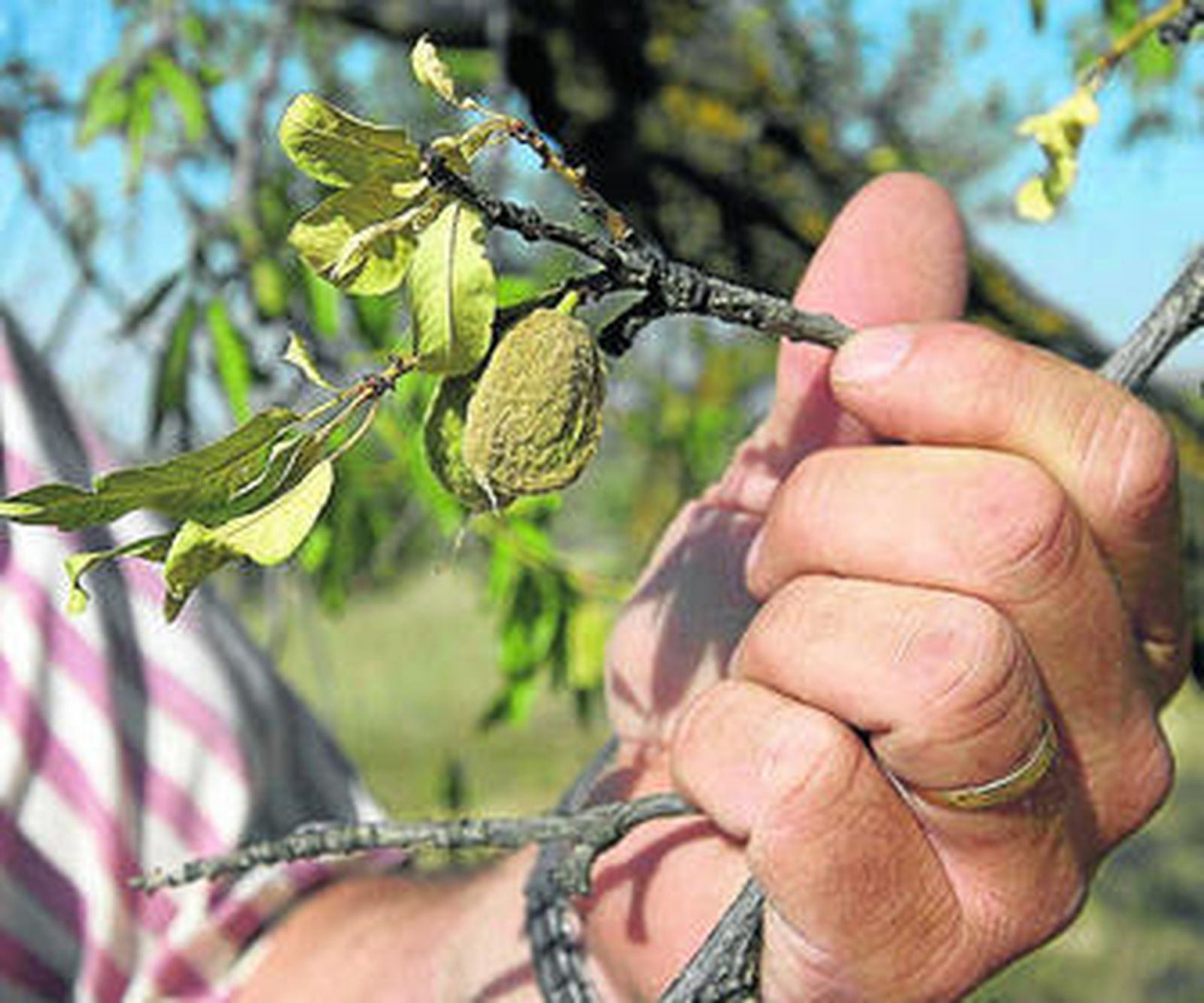 Un agricultor muestra el aspecto que tienen las almendras como consecuencia de la sequía.