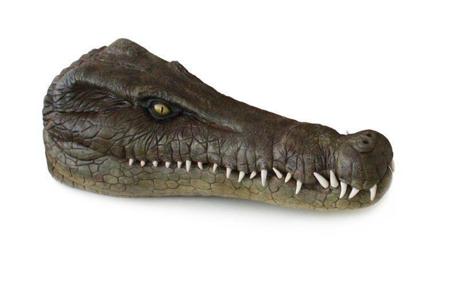 Reconstrucción de un cráneo de Hulkepholis rori