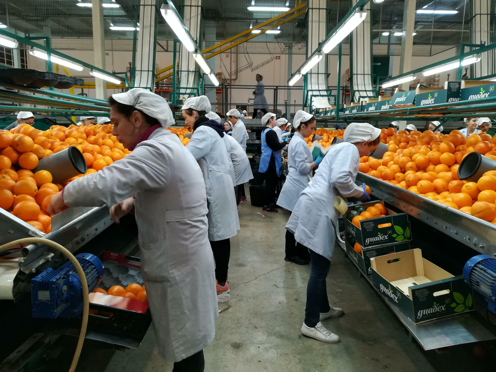 Mujeres en el envasado de naranja  de un almacén de Palma  del Río.