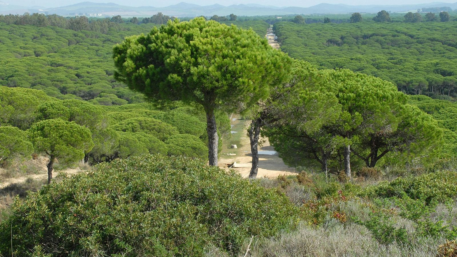Pinar del Hierro