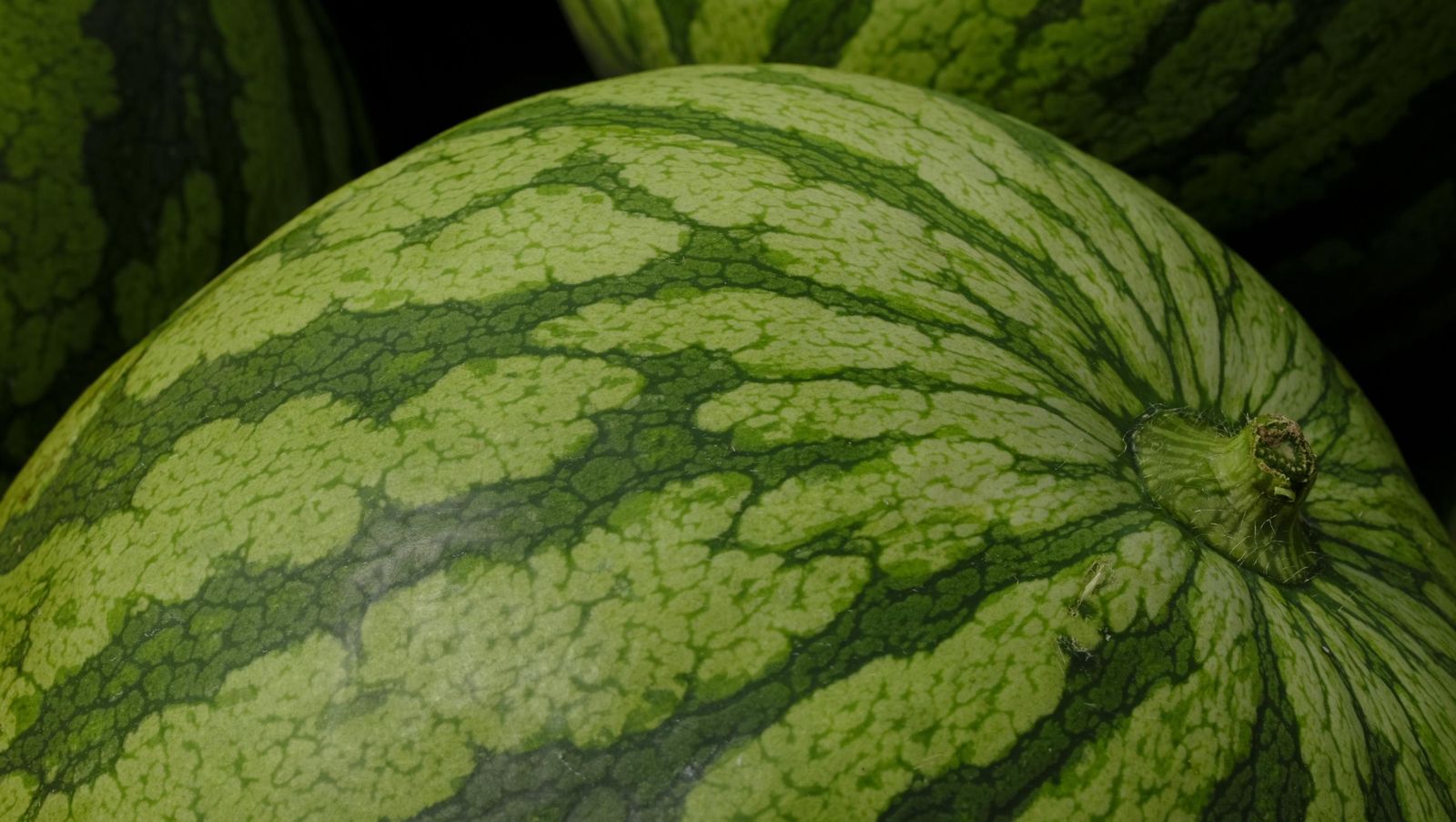 Imágenes de las primeras sandías que salen de Almería esta campaña
