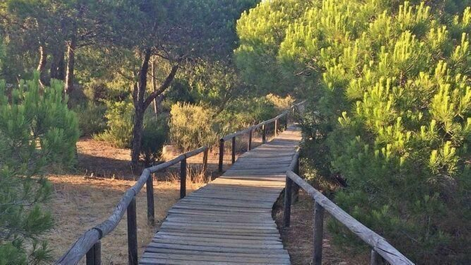 Camino de los Enebrales (Punta Umbría)
